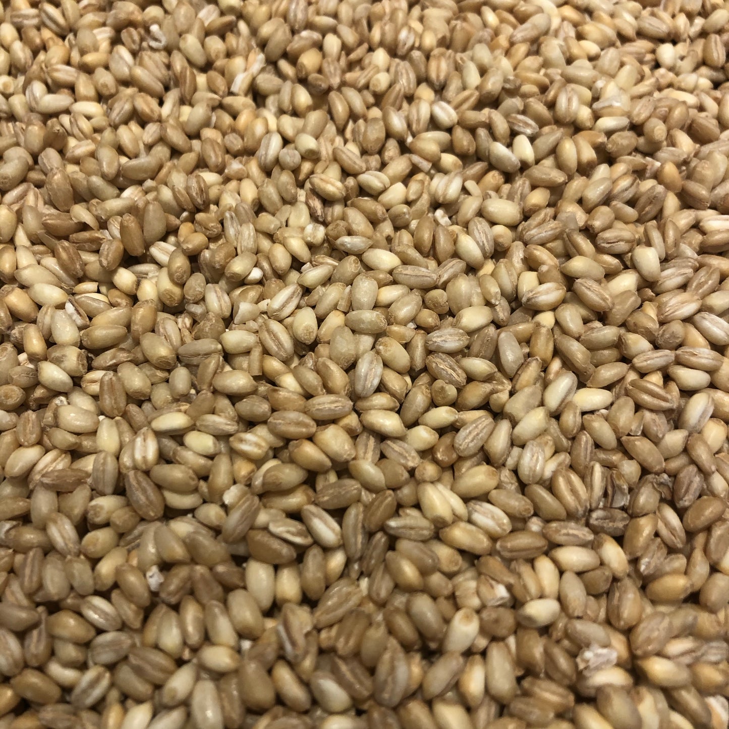 Kutia (pearled wheat)